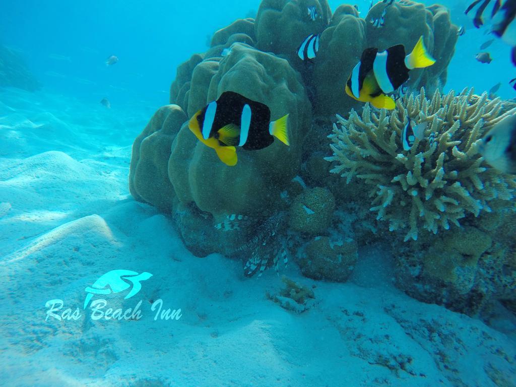 Ras Beach Inn Rasdhoo Екстериор снимка
