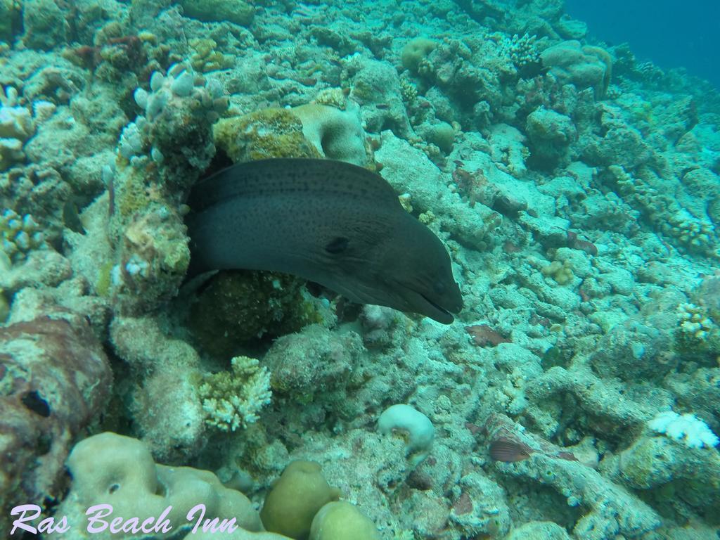 Ras Beach Inn Rasdhoo Екстериор снимка