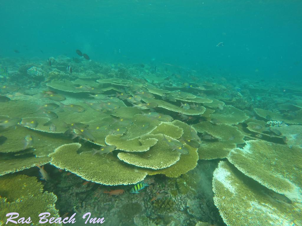 Ras Beach Inn Rasdhoo Екстериор снимка